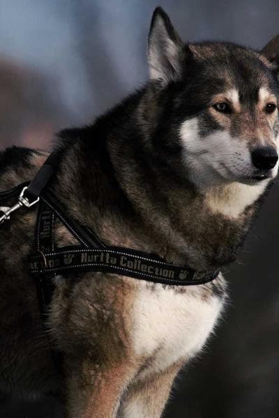 The Left Hand of Darkness