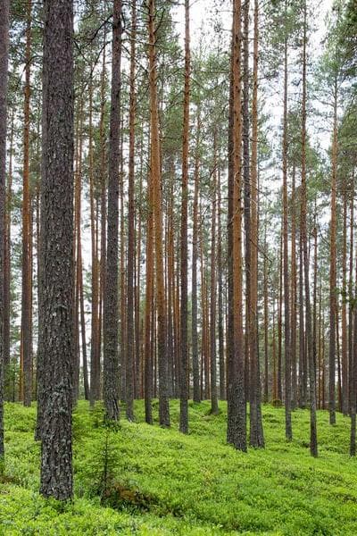 The Name of the Wind